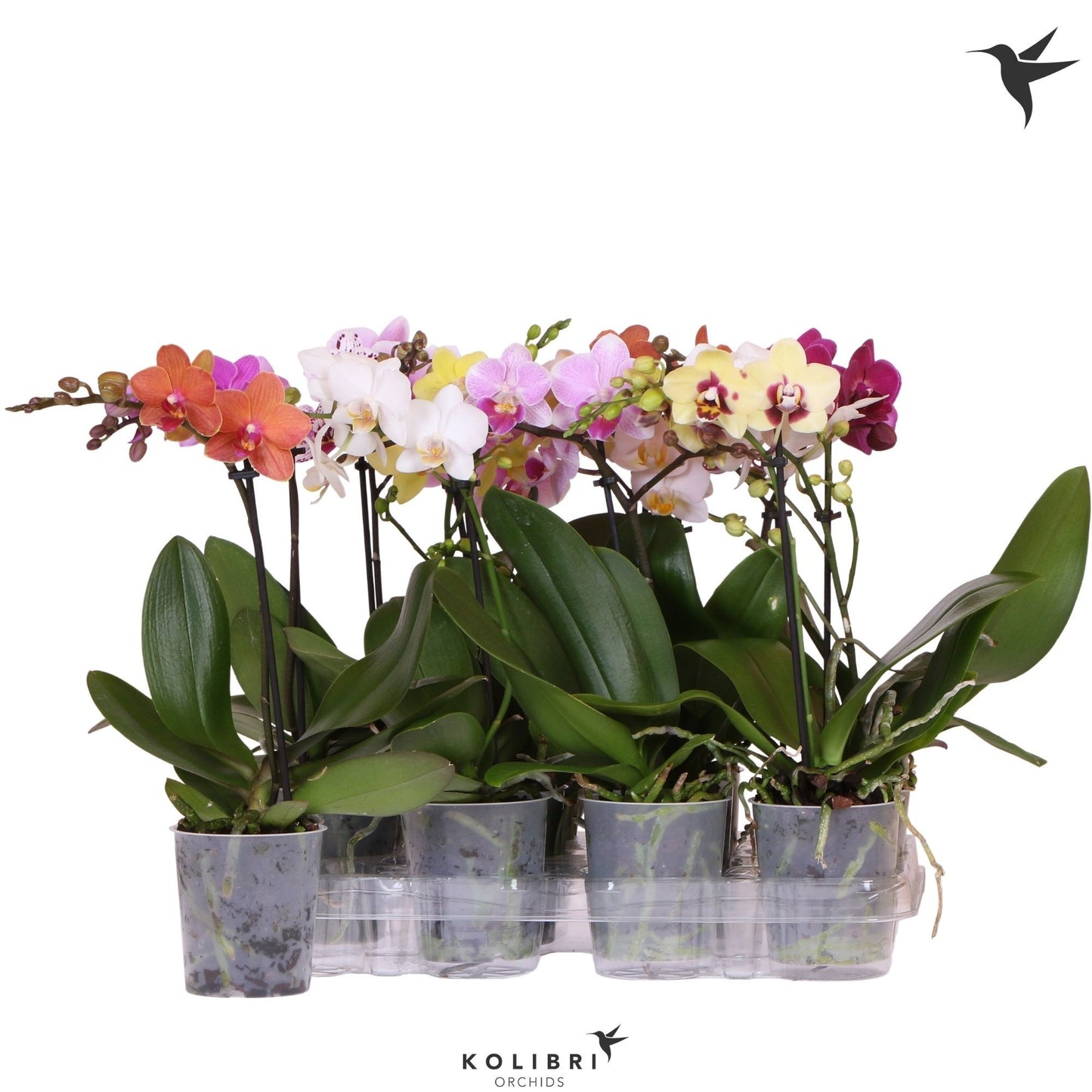 Phalaenopsis mix 40cm 9cm Pot