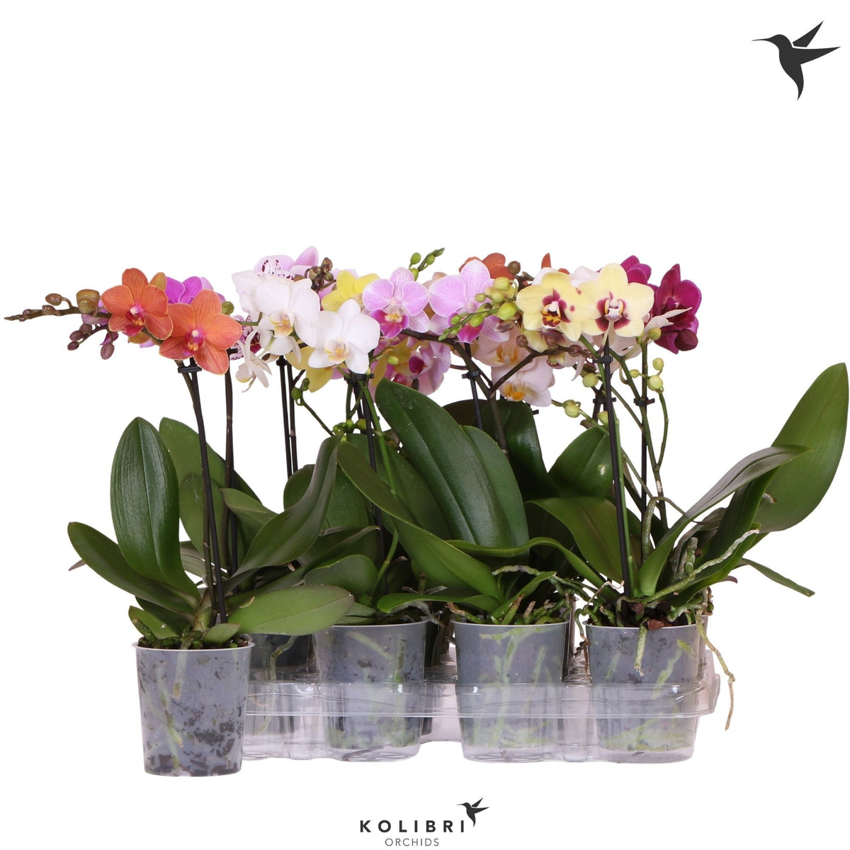 Phalaenopsis mix 40cm 9cm Pot