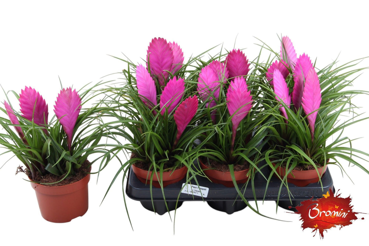 Tillandsia Anita 30cm 12cm Pot