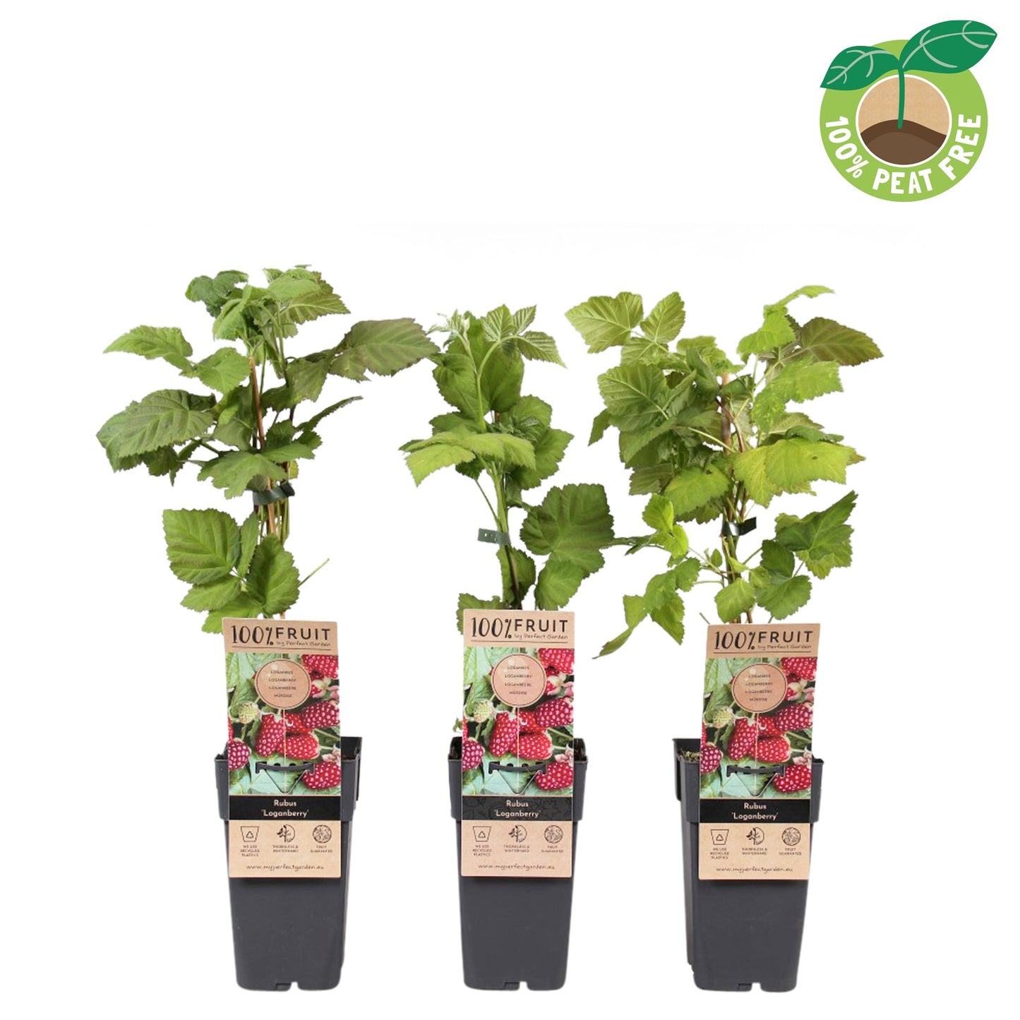 Rubus Loganberry (Raspberry x Blackberry hybrid) 50cm 15cm Pot