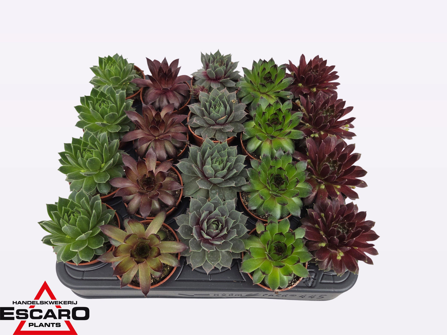 Sempervivum mix 6cm 505cm Pot