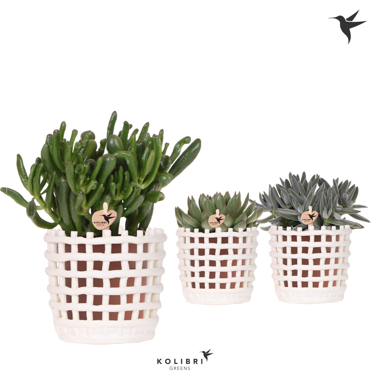 Succulent mix 26cm 12cm Pot