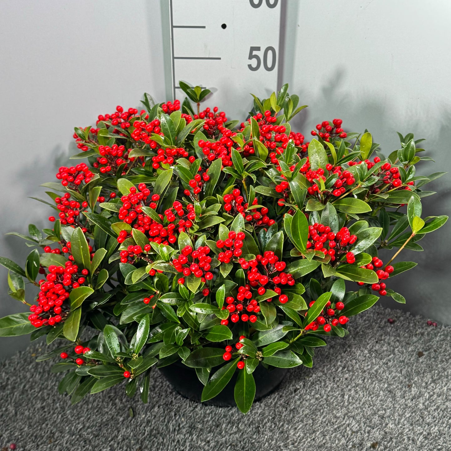 Skimmia japonica 55cm 32cm Pot