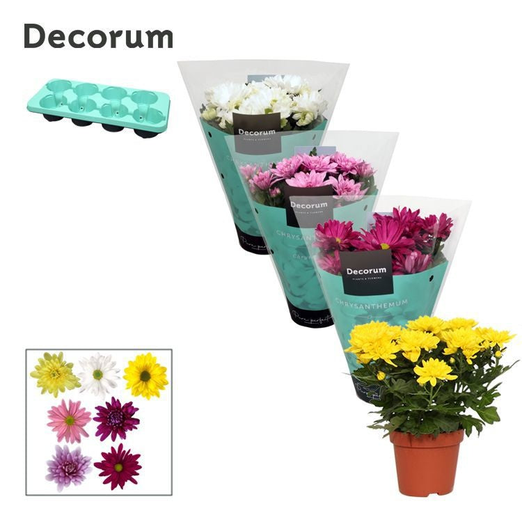 Chrysanthemum Chrystal mix 25cm 13cm Pot