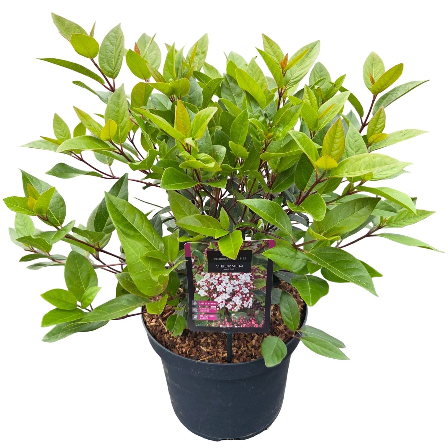 Viburnum tinus Spirit 55cm 26cm Pot