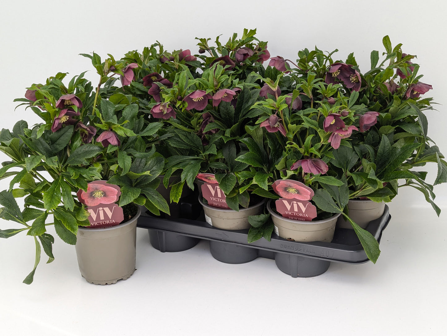 Cox, Paul Helleborus Viv Victoria Pack of 6