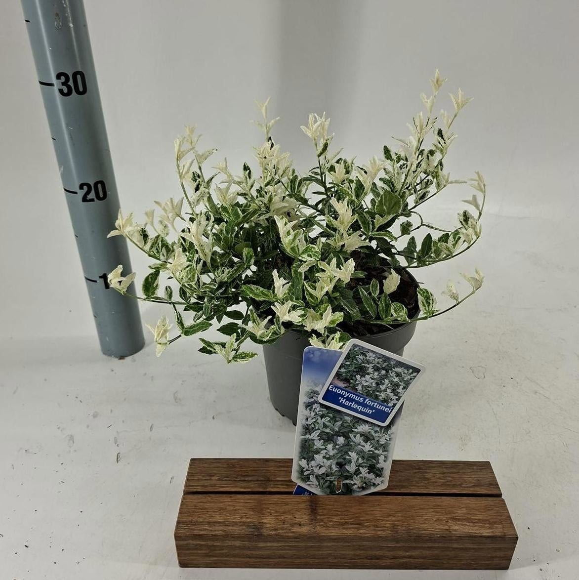 Euonymus Harlequin 20cm 17cm Pot