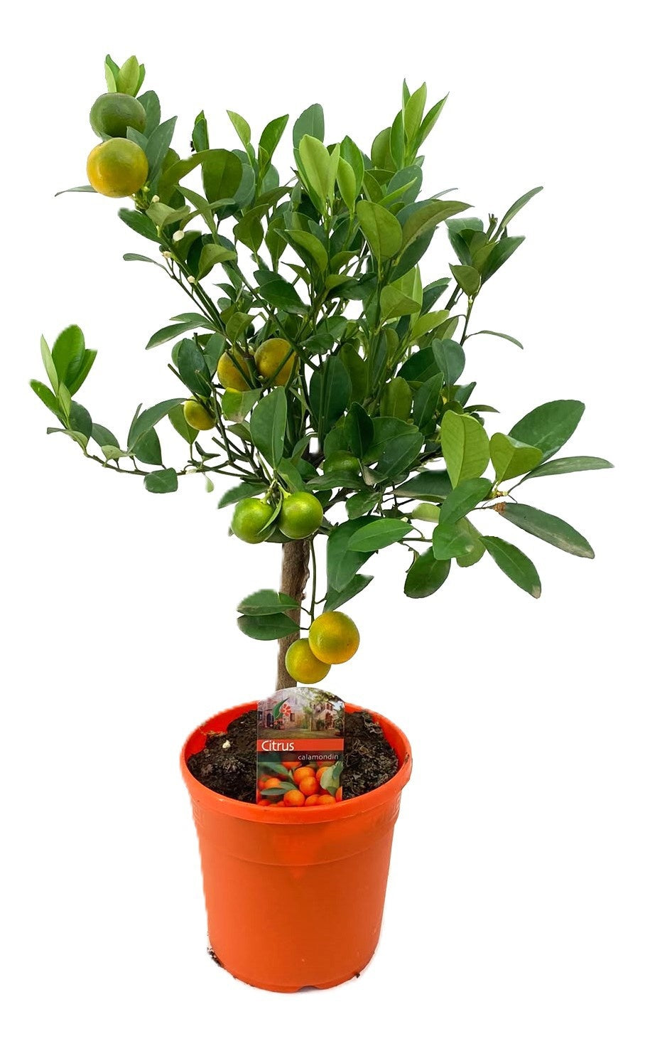 Citrus microcarpa 60cm 17cm Pot