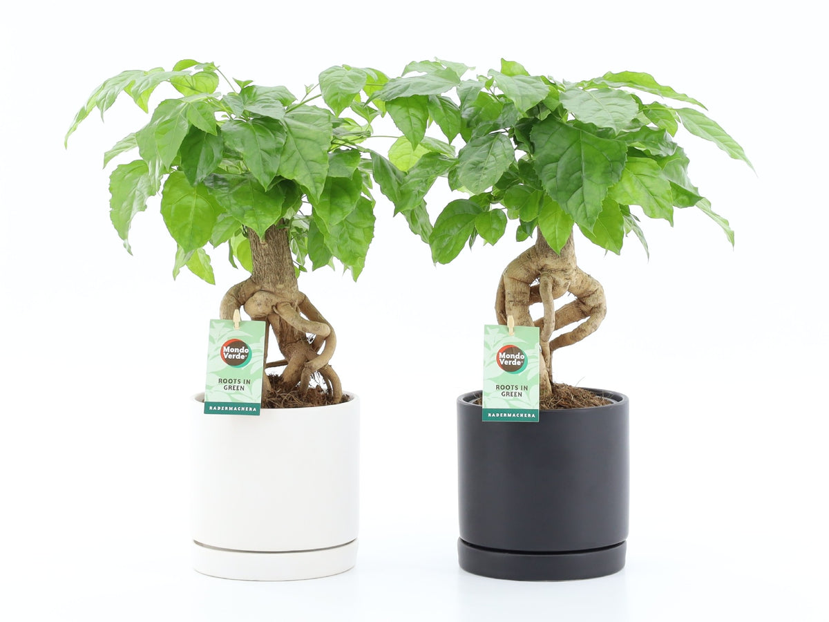 Radermachera sinica 30cm 13cm Pot