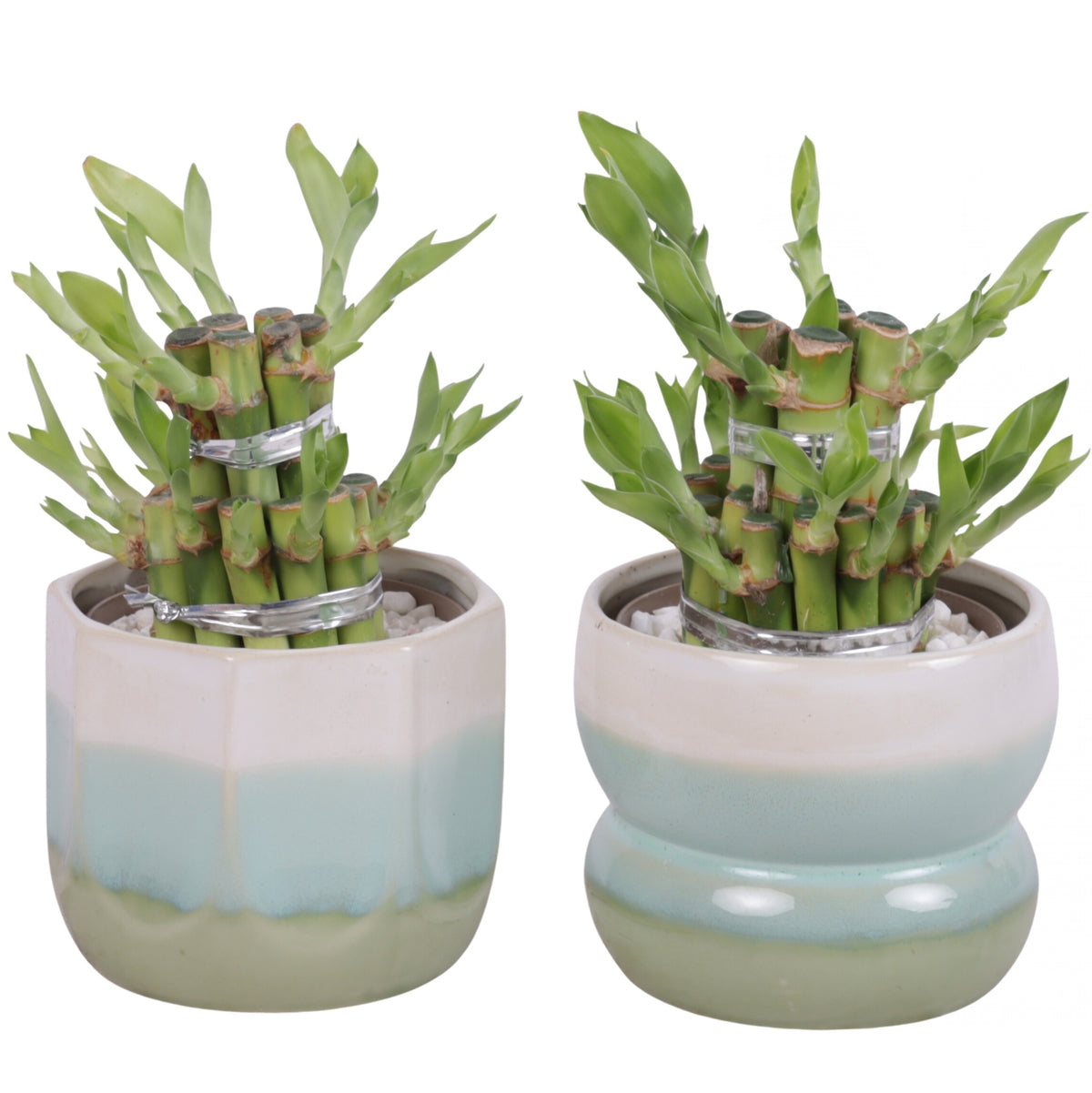 Drac. Lucky Bamboo 20cm 11cm Pot