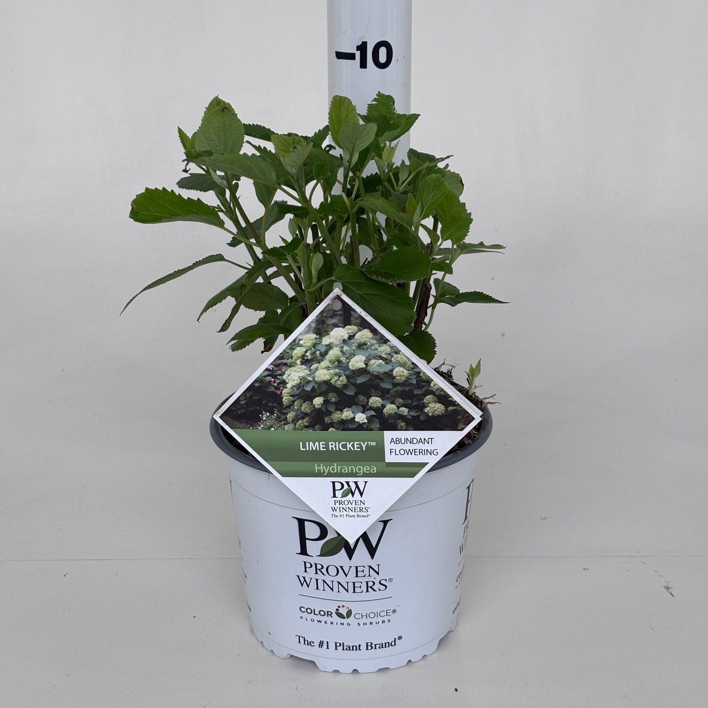Hydrangea arb. 'Lime Rickey' 35cm 19cm Pot