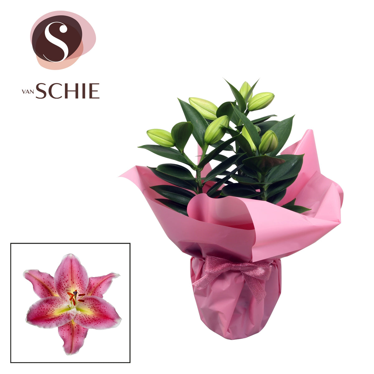 Lilium oriental mix 35cm 13cm Pot