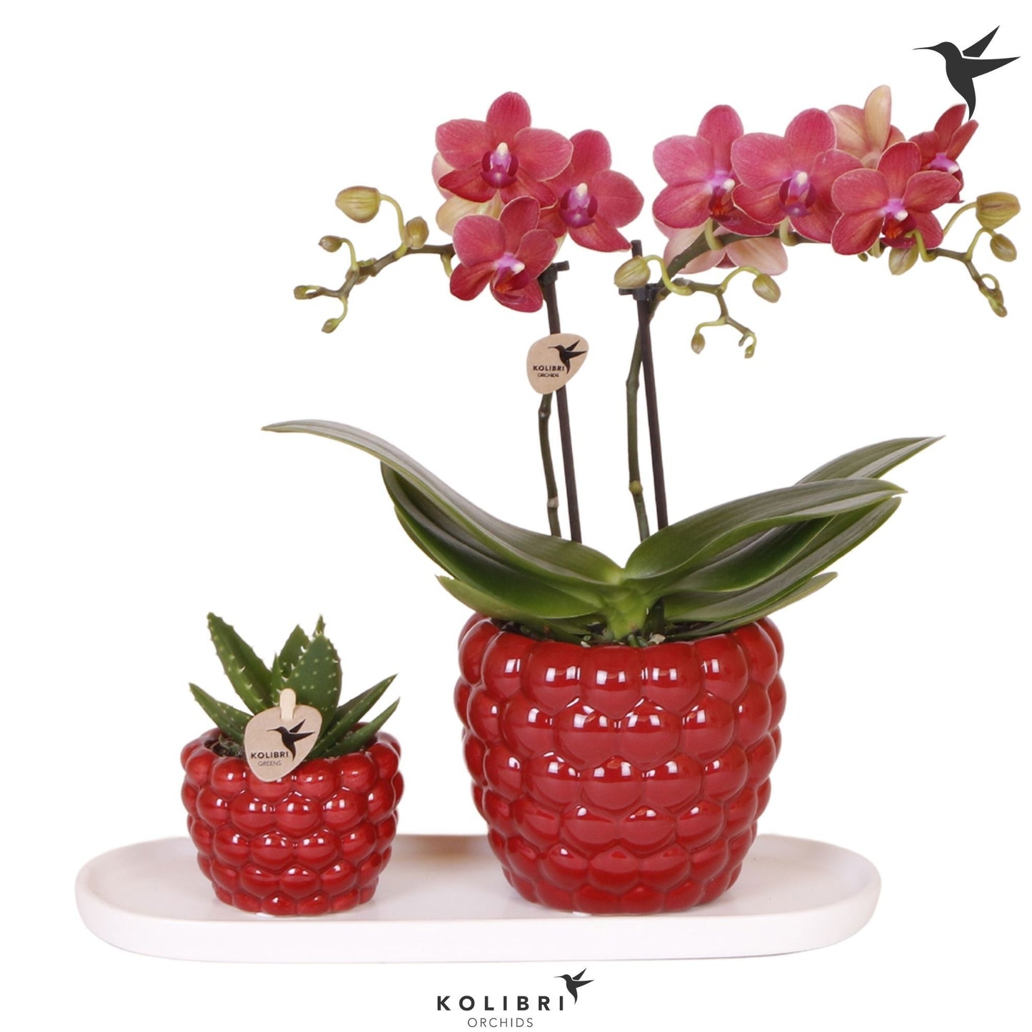 Kolibri Gift Set medium Berry 40cm 18cm Pot