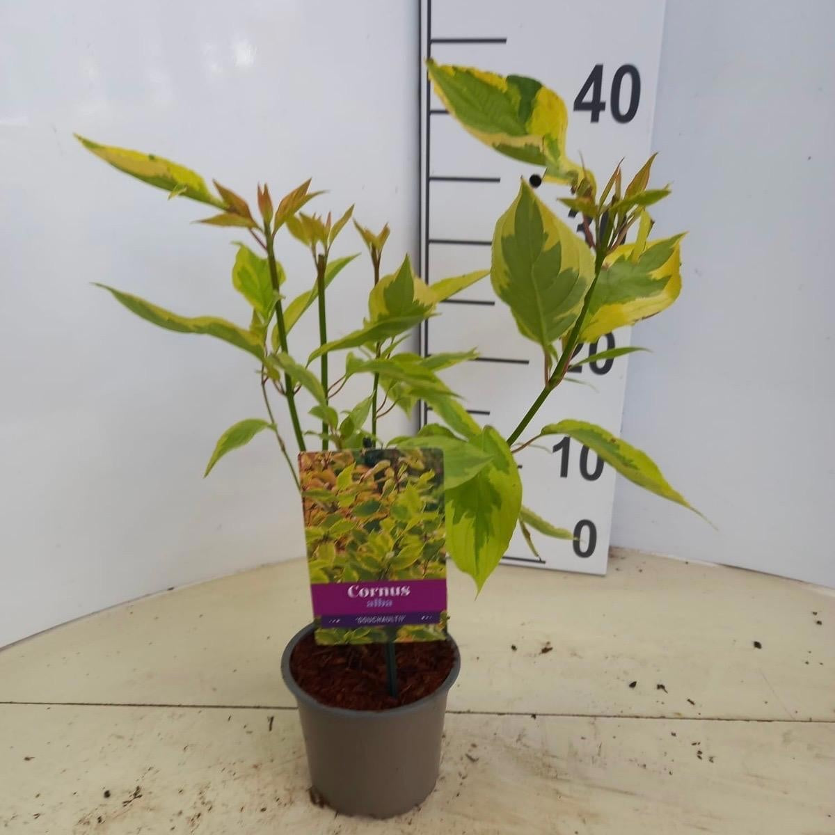 Cornus alba Gouchaultii 25cm 12cm Pot
