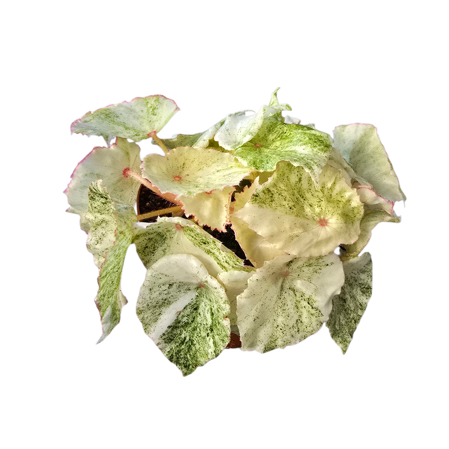 Begonia Rouge Variegated 15cm 12cm Pot
