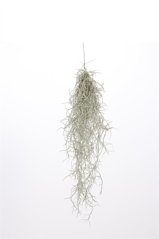 Logico Tillandsia usneoides Pack of 15