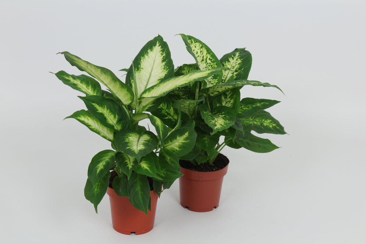 Dieffenbachia mix 40cm 12cm Pot