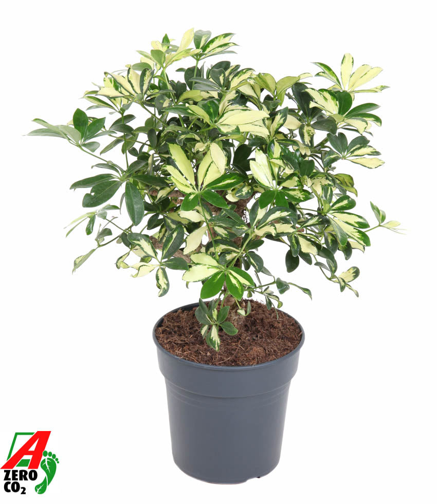 Schefflera Trinette 60cm 21cm Pot