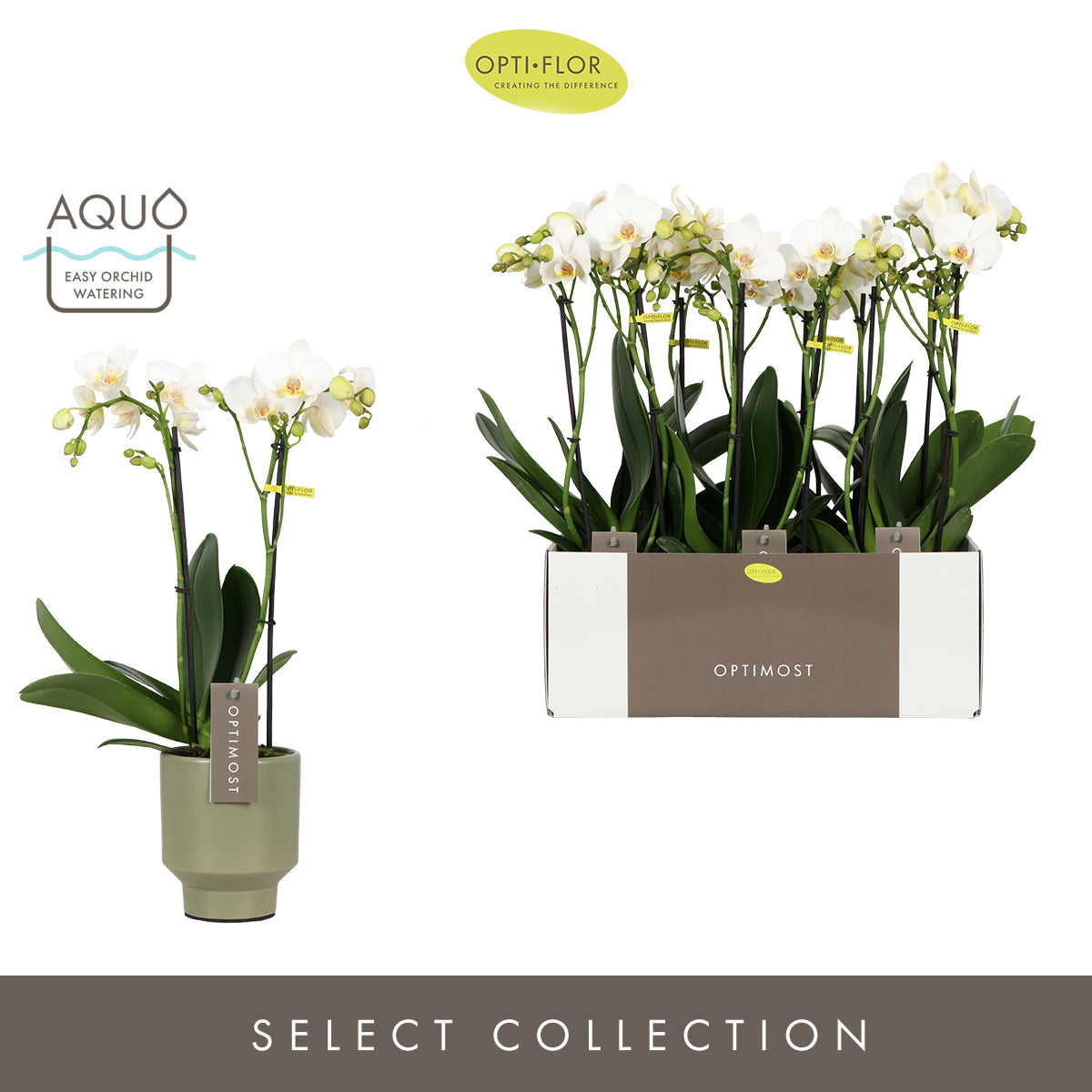 Phalaenopsis multiflora white 45cm 12cm Pot