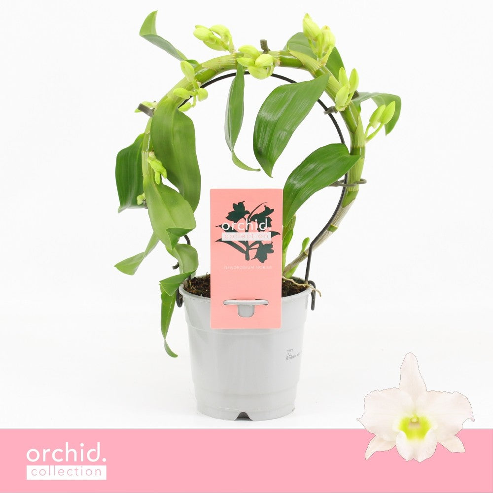 Dendrobium Apollon 30cm 12cm Pot