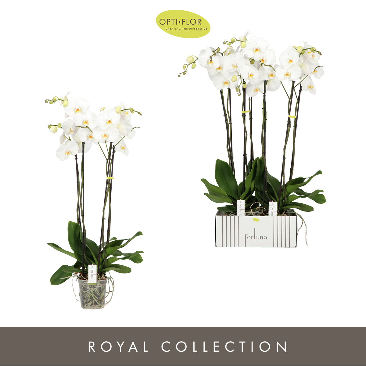 Phalaenopsis white 110cm 17cm Pot