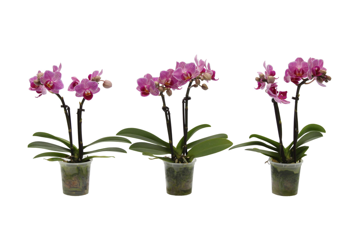 Phalaenopsis hybrid 17cm 6cm Pot