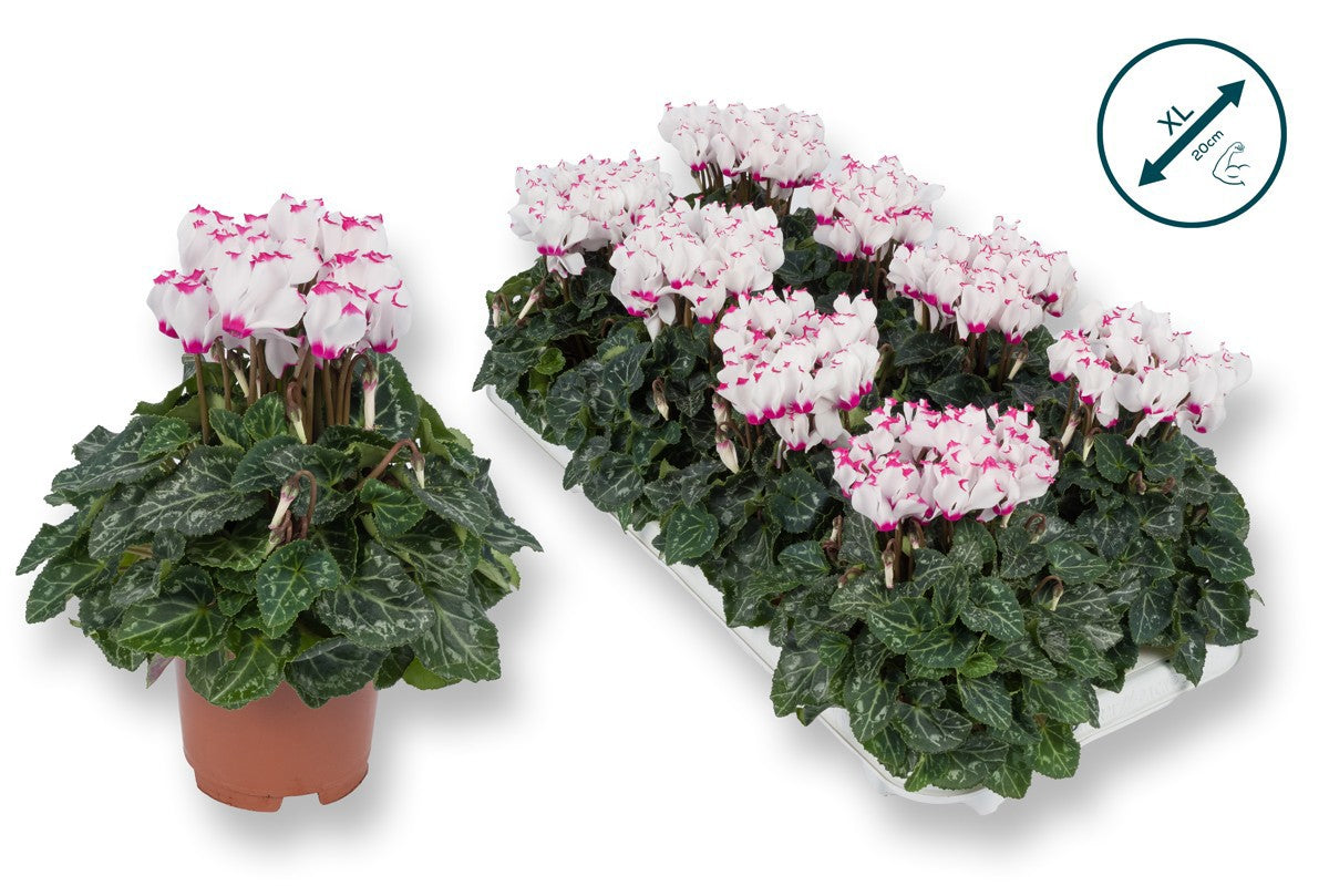 Cyclamen Metis Victoria 25cm 10.5cm Pot