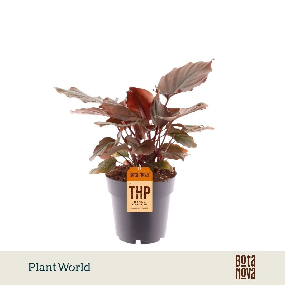 groene planten overig 30cm 14cm Pot