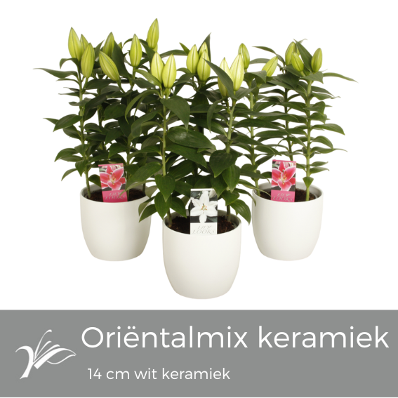 Lilium oriental mix 40cm 14cm Pot