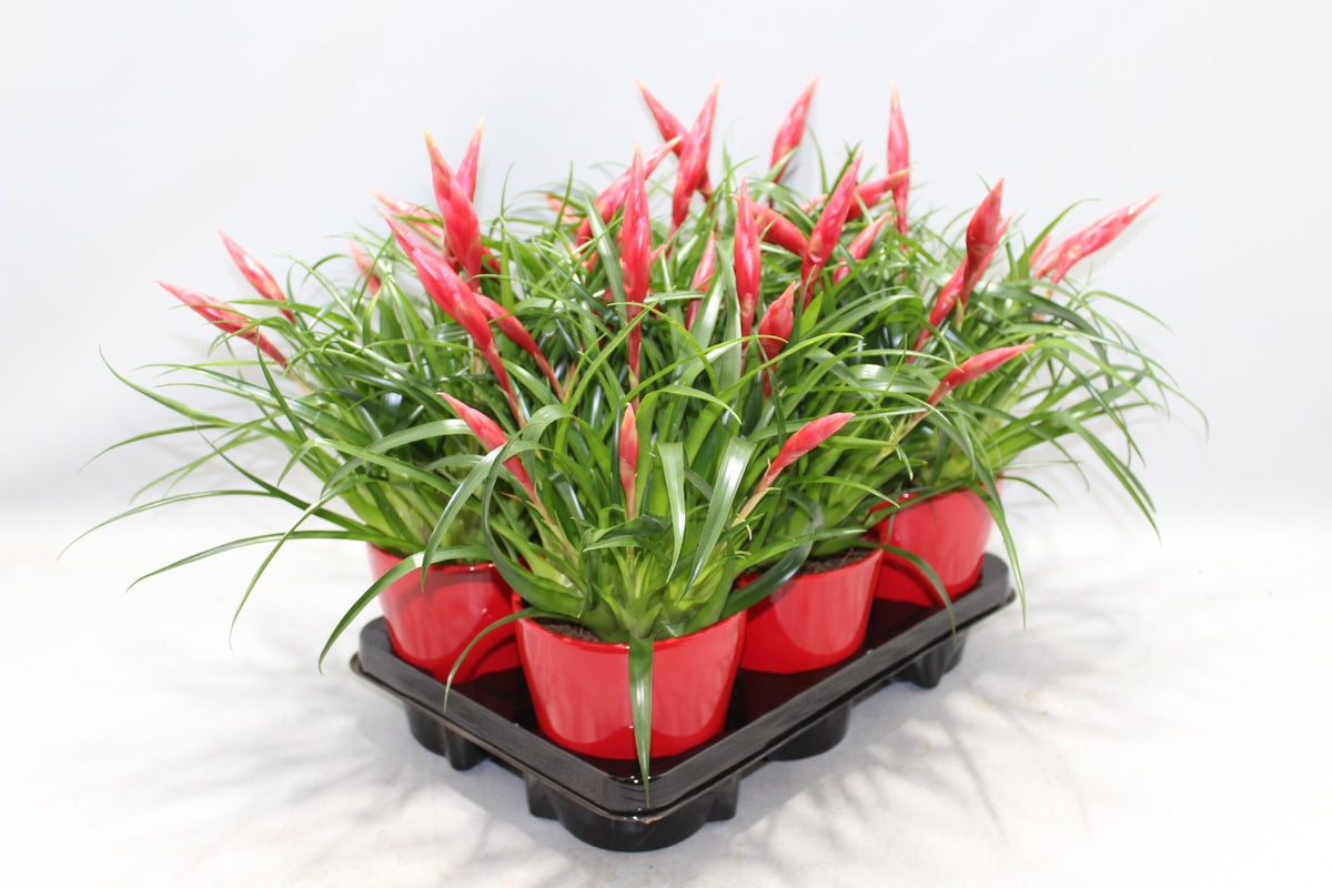Vriesea Astrid (+ drp.ceramic) 45cm 13cm Pot
