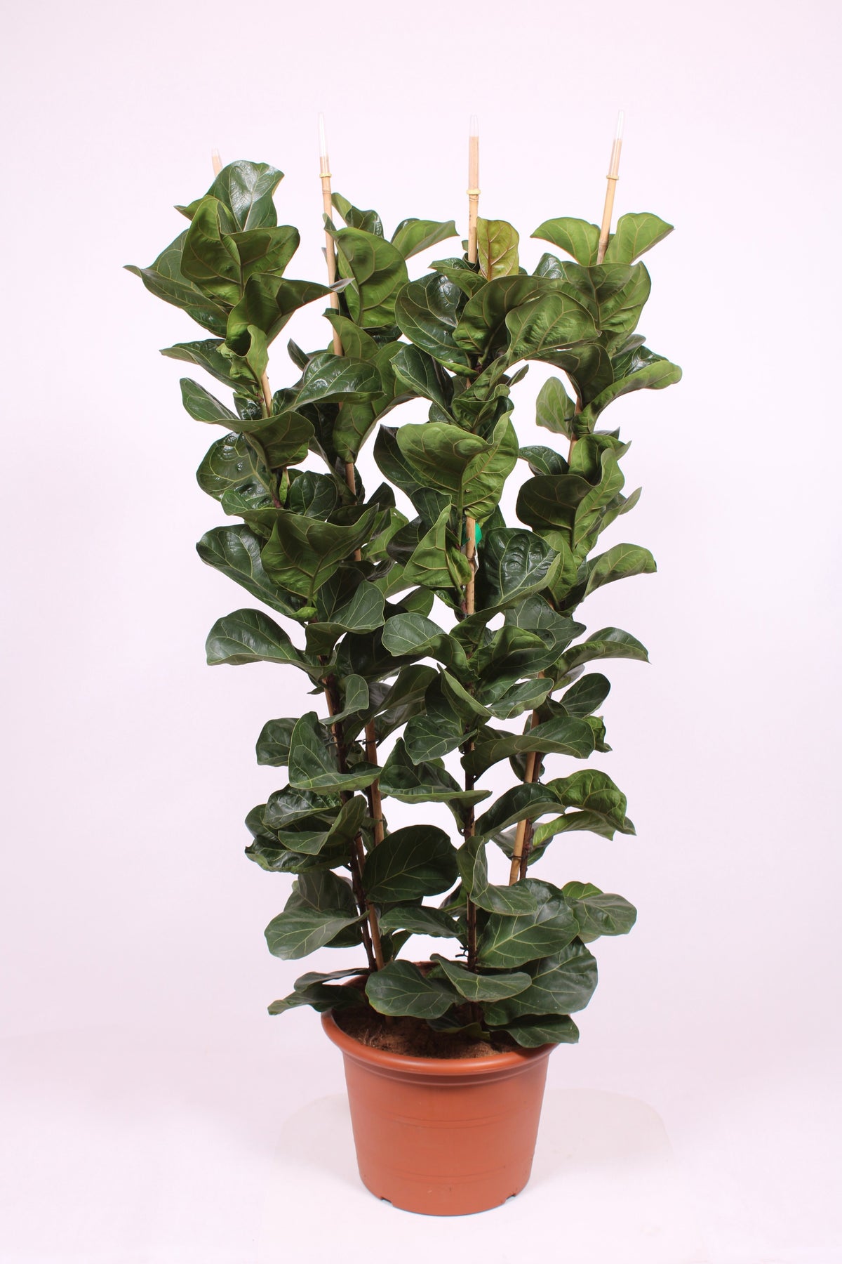 Ficus lyrata Bambino 180cm 34cm Pot