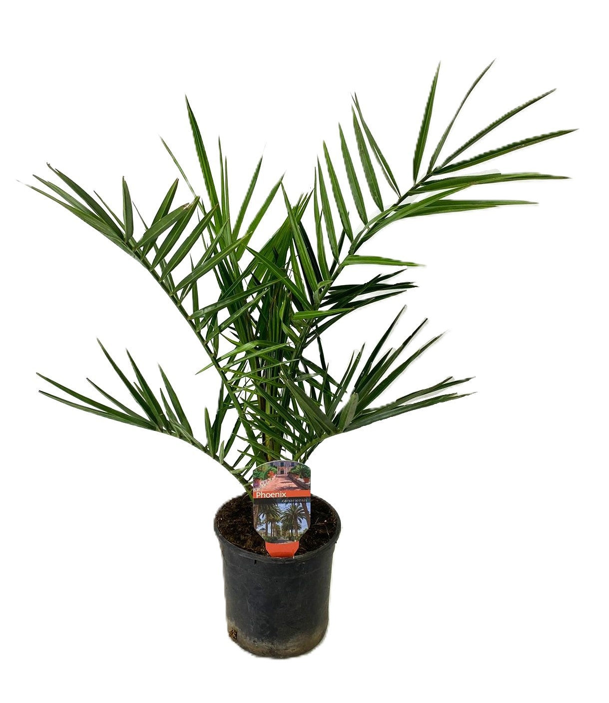 Phoenix canariensis 70cm 15cm Pot