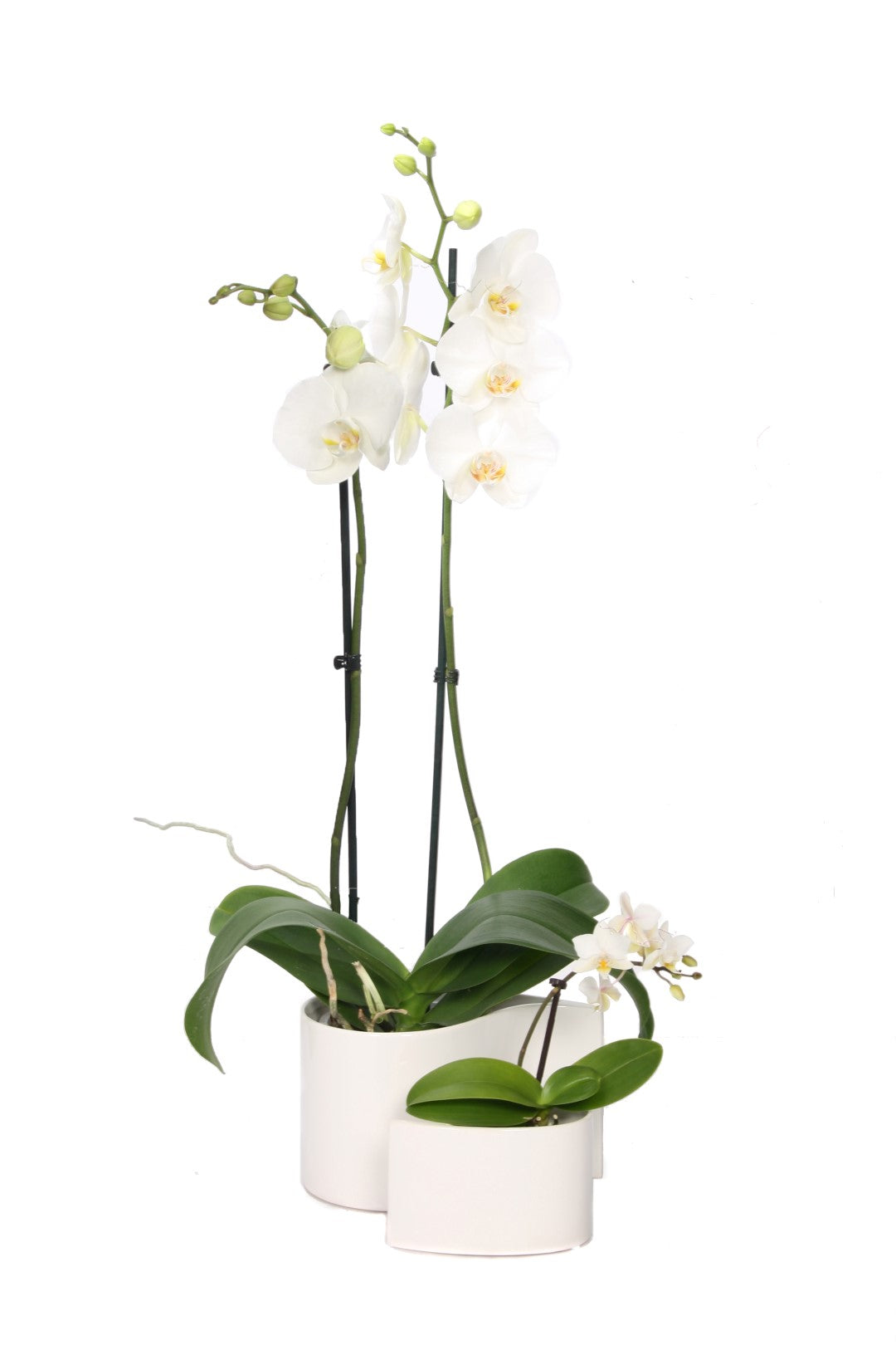 VG Orchids Phalaenopsis white Pack of 1