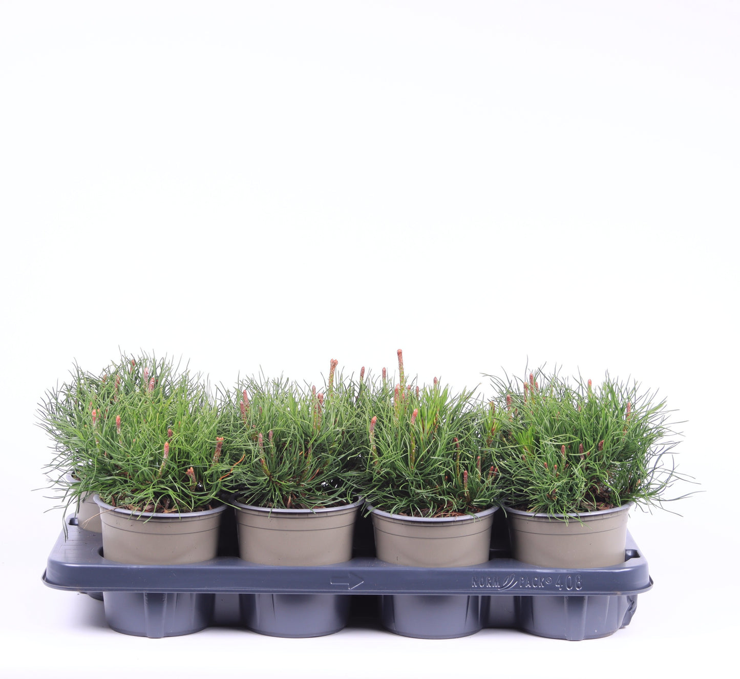 Pinus mugo Mughus 15cm 13cm Pot