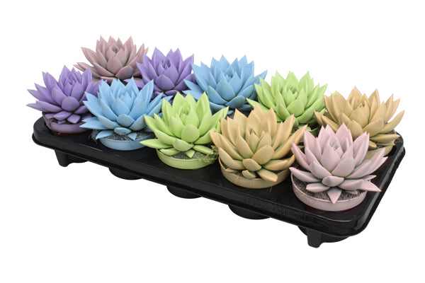 Amigo Plant VOF Echeveria colored Pastel mix Pack of 10