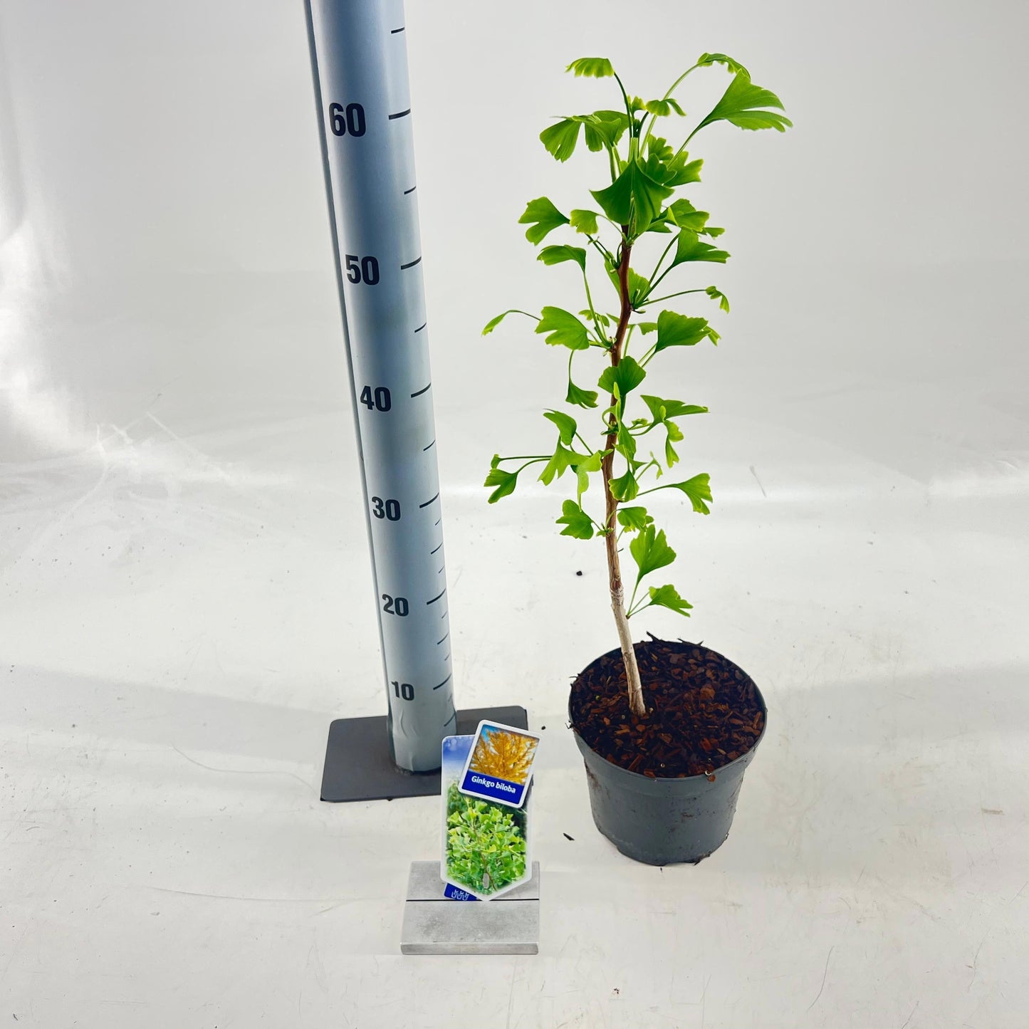 Ginkgo Little Emperor 70cm 17cm Pot