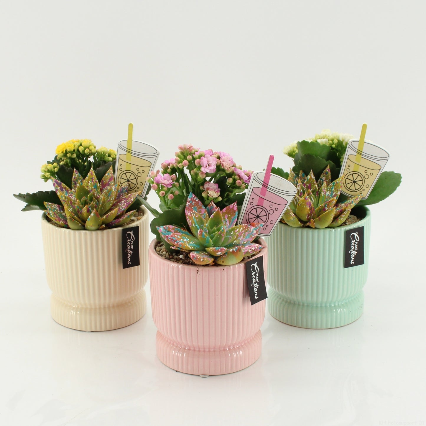 Indoor Flowering arrangement 20cm 11cm Pot