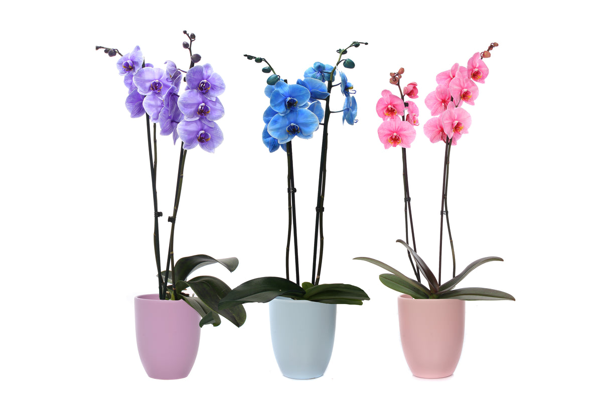 Phalaenopsis mix painted 55cm 12cm Pot