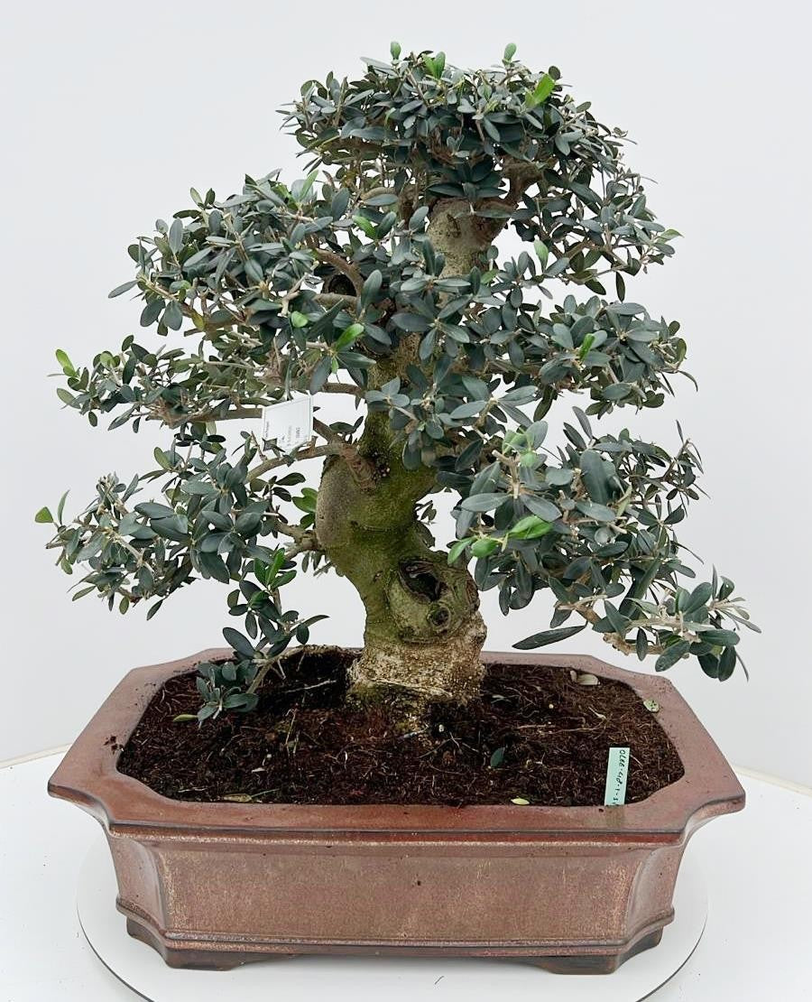 Olea europaea 65cm 48cm Pot