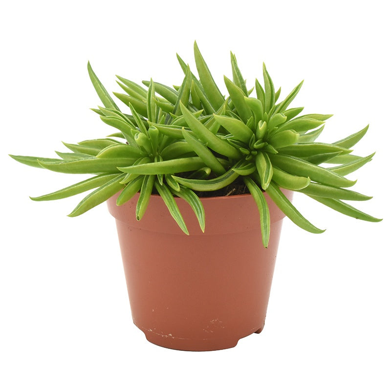 Amigo Plant VOF Peperomia Happy Bean Pack of 8