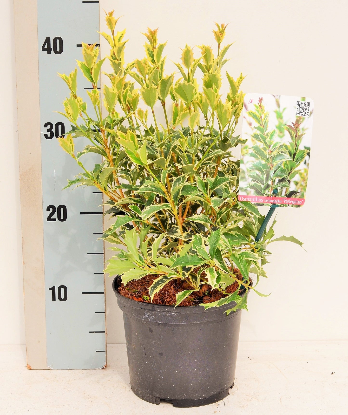 Roessel Tuinpl. VOF, B. v. Osmanthus Variegatus Pack of 1