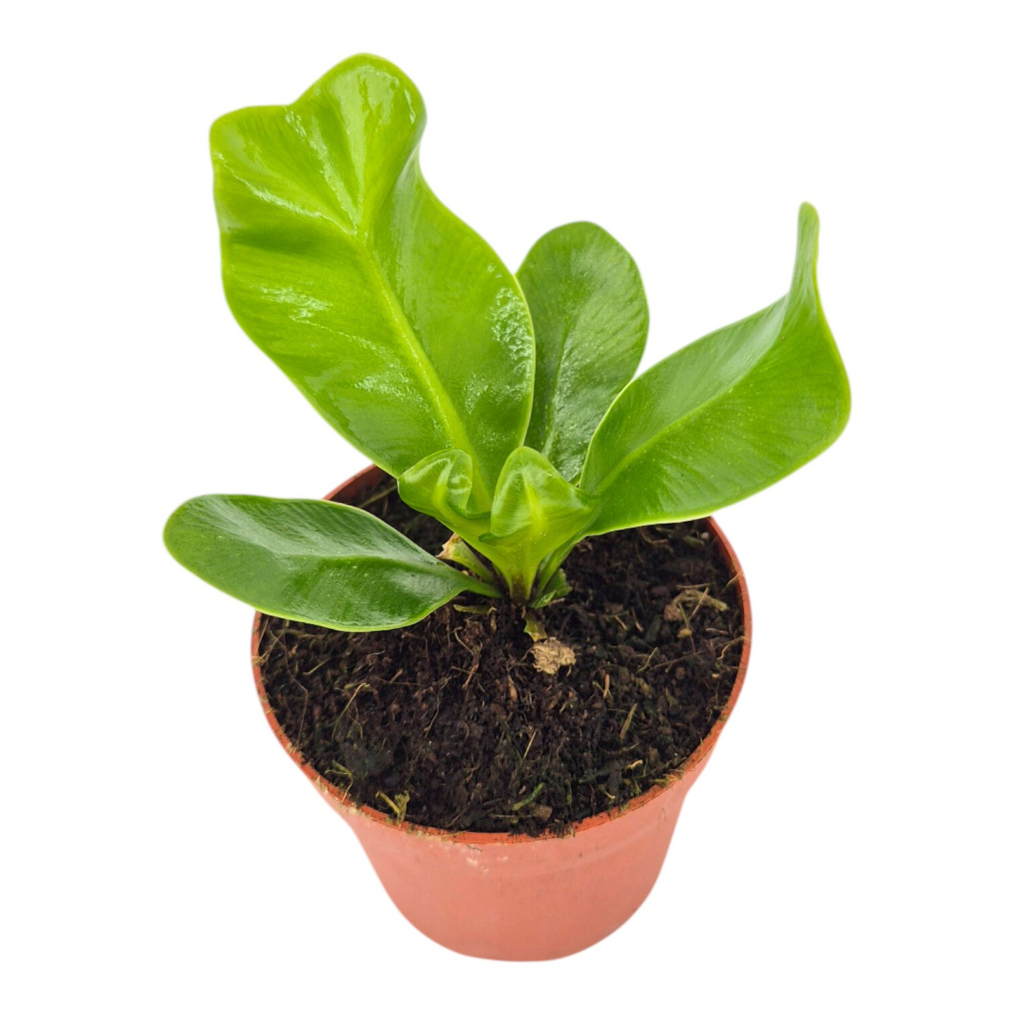 Casa Botanica Asplenium nidus Pack of 5