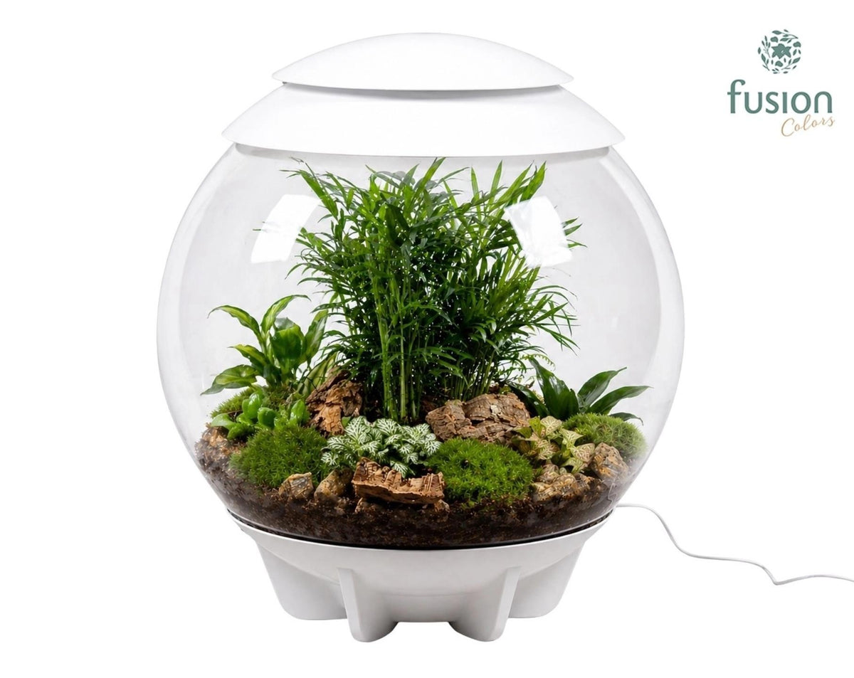 Terrarium XXL Exclusive wit met arrangement groene planten 11pp 55cm 45cm Pot