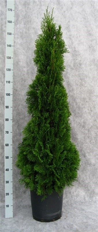 Thuja occidentalis Smaragd 170cm 31cm Pot