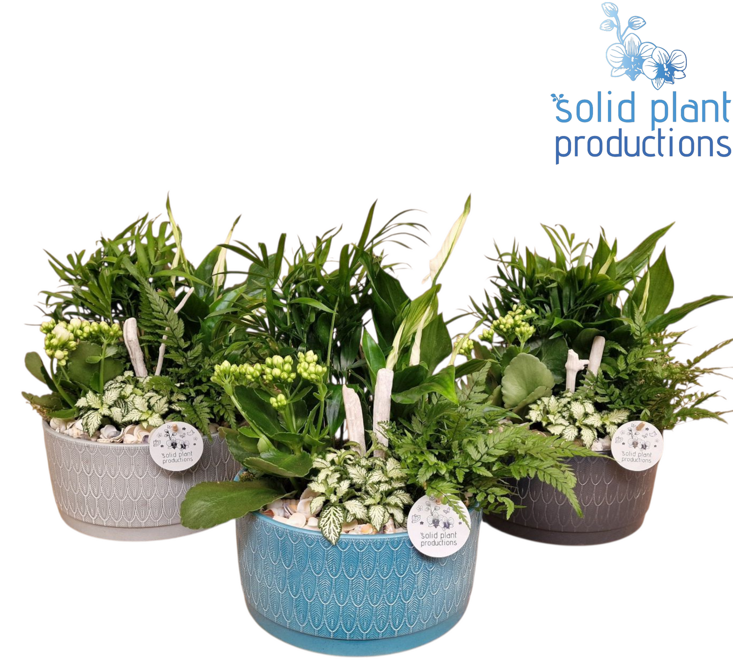 Solid Plant Productions NV009 Izabella Navy Chamaedorea Spathyphillum 5PP Pack of 3