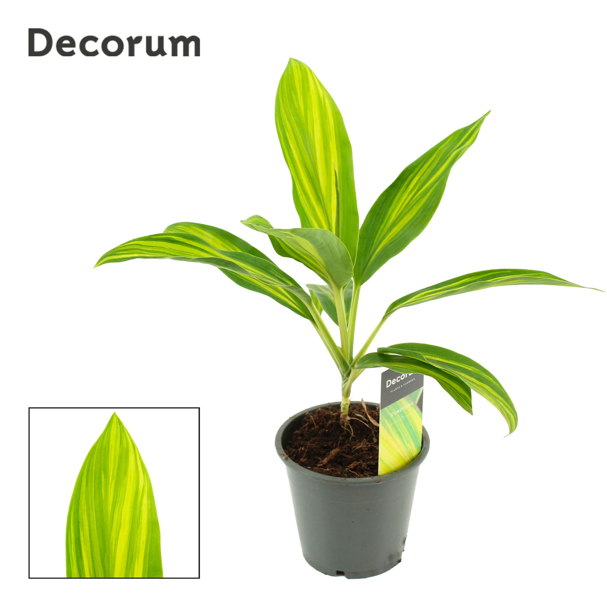 Cordyline hybrid 35cm 12cm Pot