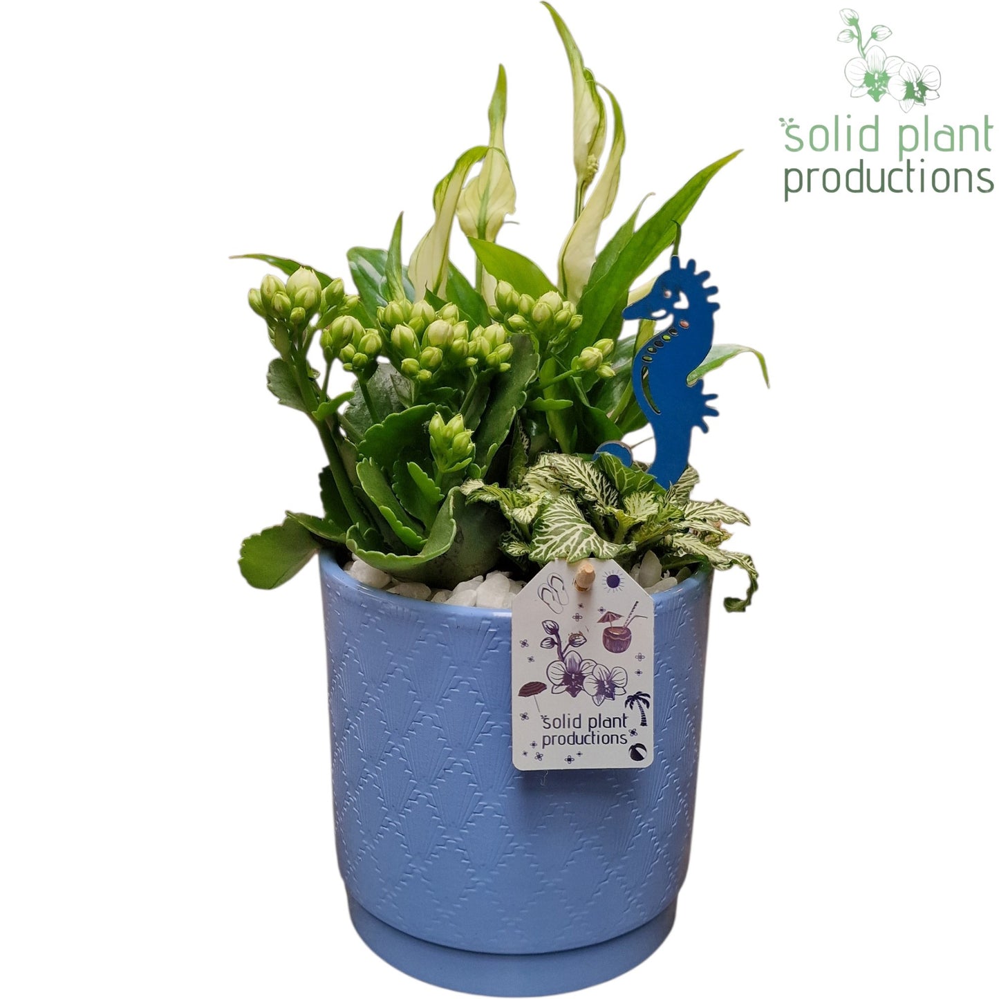 Solid Plant Productions SP001 Amy Blue Pack of 6