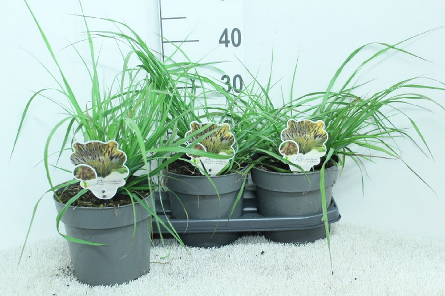 Pennisetum alopecuroides 40cm 19cm Pot
