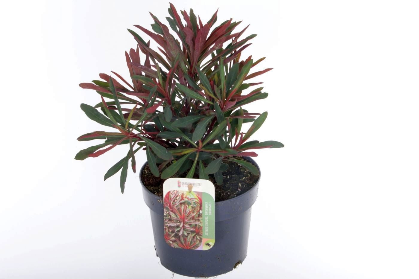 Euphorbia Miner's Merlot 35cm 17cm Pot