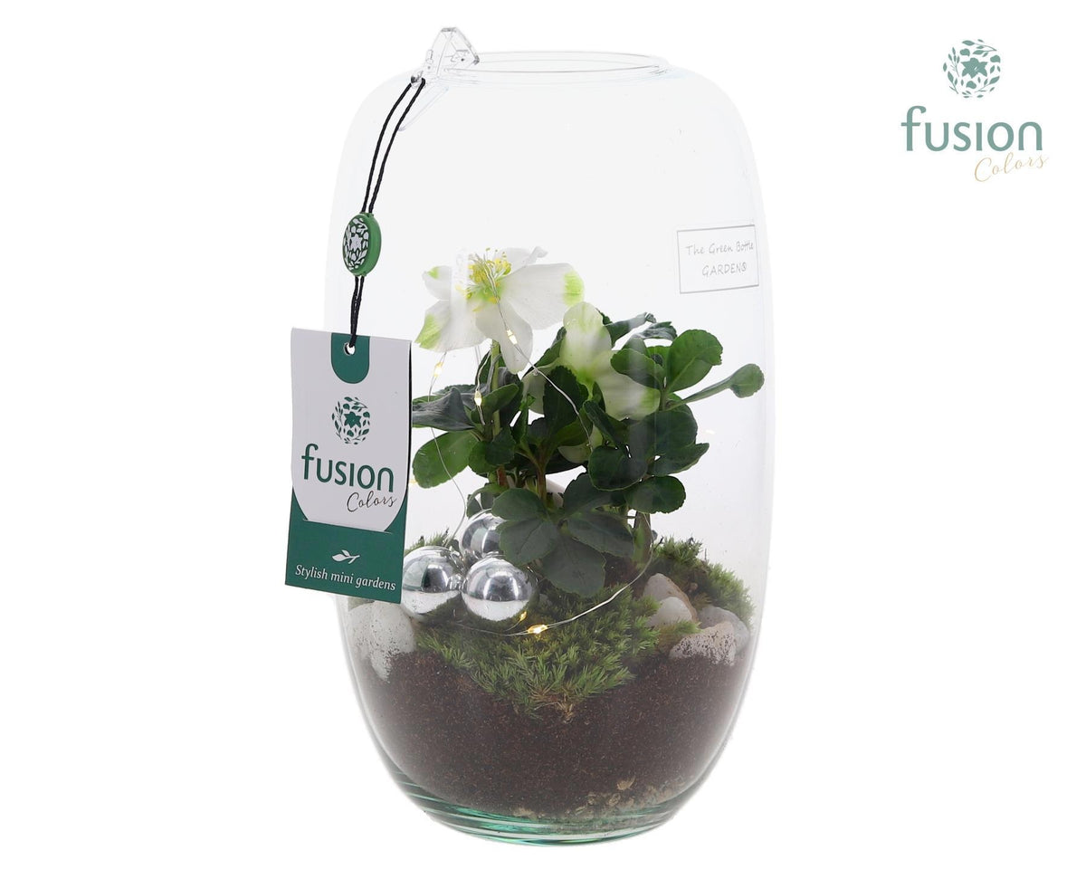 Green Bottle Isabella Medium Kerst met Helleborus met LED 25cm 15cm Pot